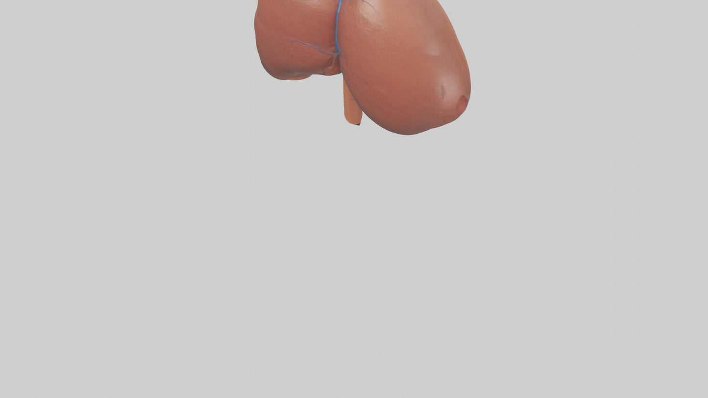 3D model Human Liver Model VR / AR / low-poly