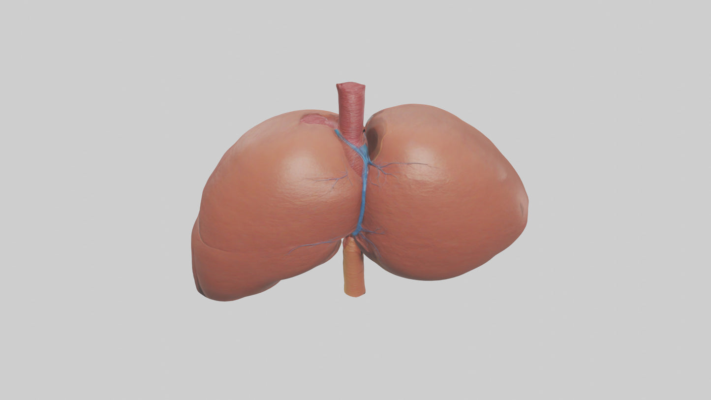 3D model Human Liver Model VR / AR / low-poly