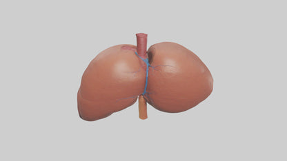 3D model Human Liver Model VR / AR / low-poly