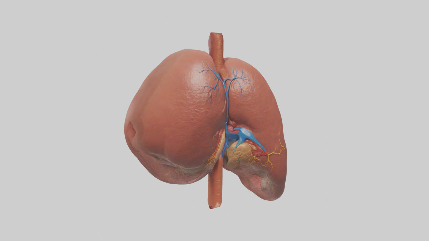 3D model Human Liver Model VR / AR / low-poly