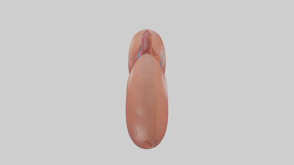 3D model Human Liver Model VR / AR / low-poly
