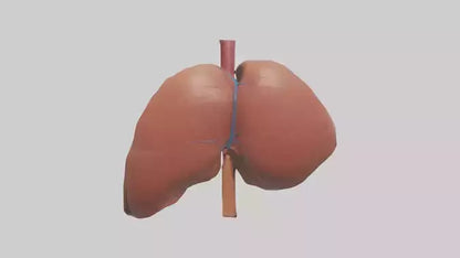 3D model Human Liver Model VR / AR / low-poly