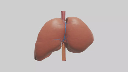 3D model Human Liver Model VR / AR / low-poly