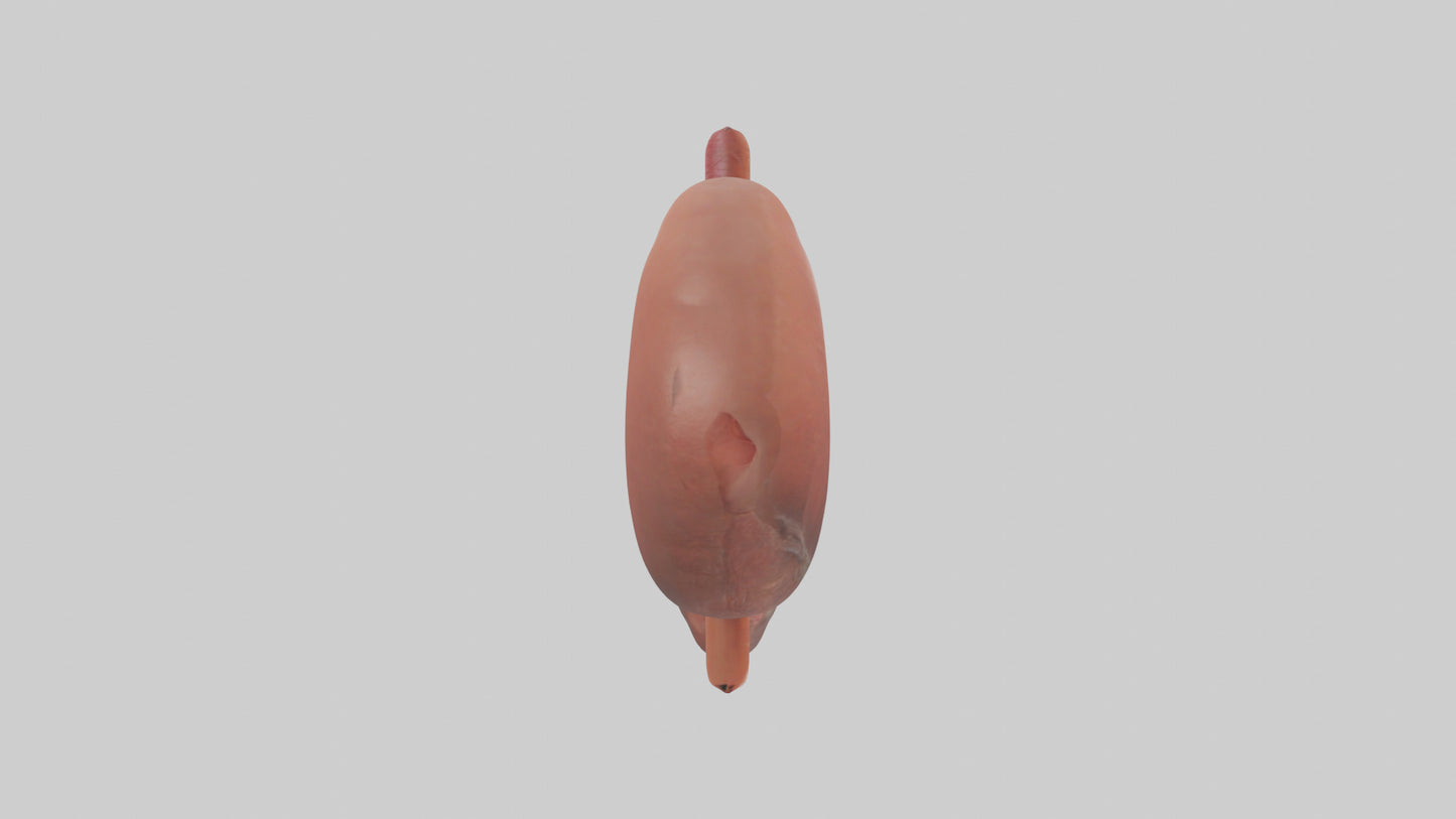 3D model Human Liver Model VR / AR / low-poly
