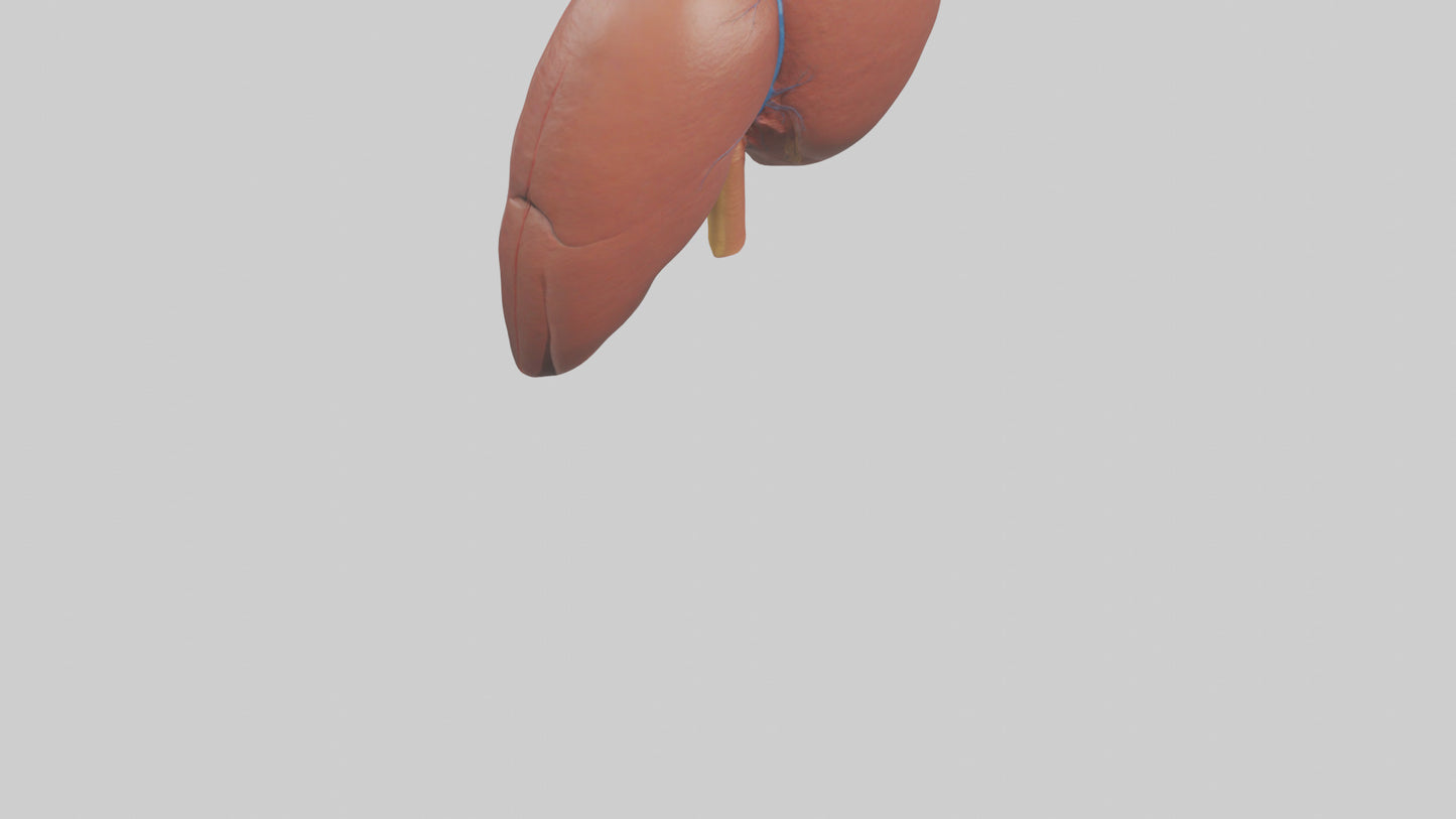 3D model Human Liver Model VR / AR / low-poly