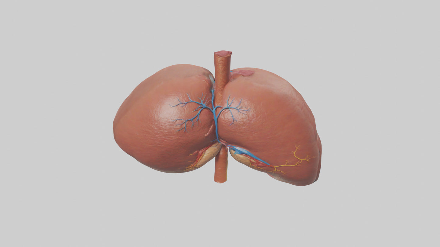 3D model Human Liver Model VR / AR / low-poly