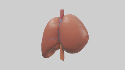 3D model Human Liver Model VR / AR / low-poly