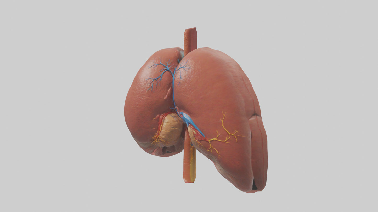 3D model Human Liver Model VR / AR / low-poly