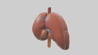 3D model Human Liver Model VR / AR / low-poly
