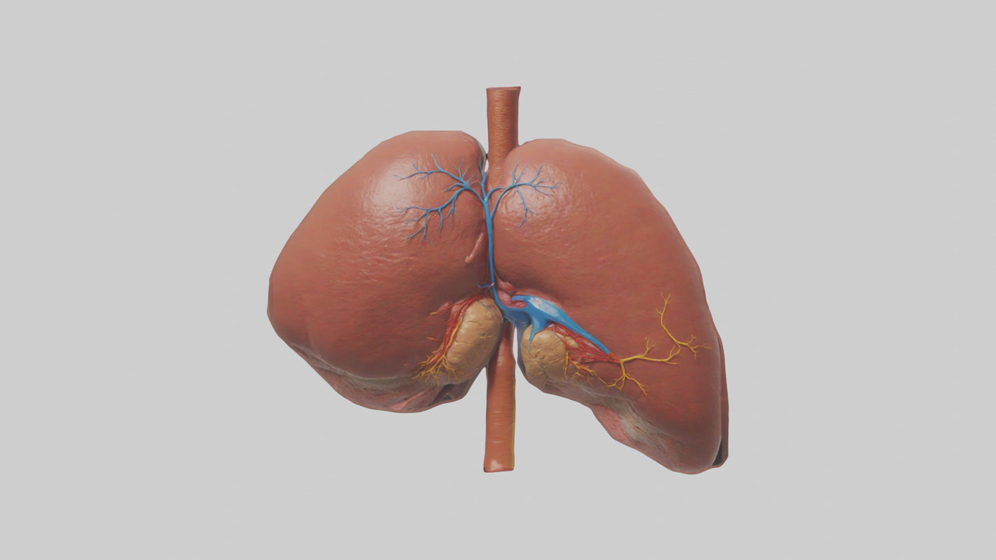 3D model Human Liver Model VR / AR / low-poly