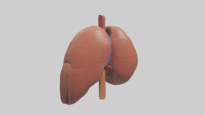 3D model Human Liver Model VR / AR / low-poly
