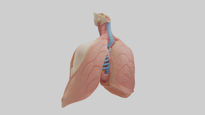 3D model Human Lower Respiratory Tract Model VR / AR / low-poly