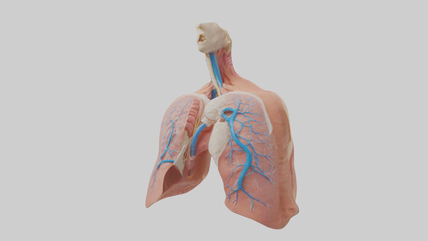 3D model Human Lower Respiratory Tract Model VR / AR / low-poly