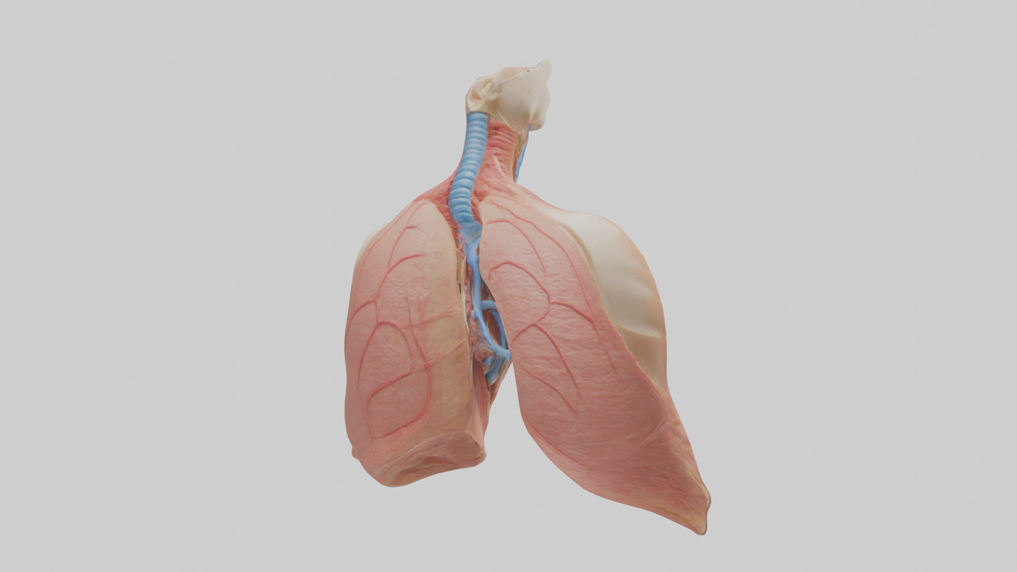 3D model Human Lower Respiratory Tract Model VR / AR / low-poly