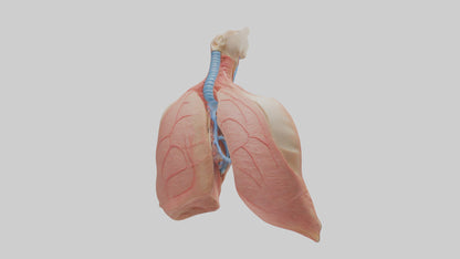 3D model Human Lower Respiratory Tract Model VR / AR / low-poly