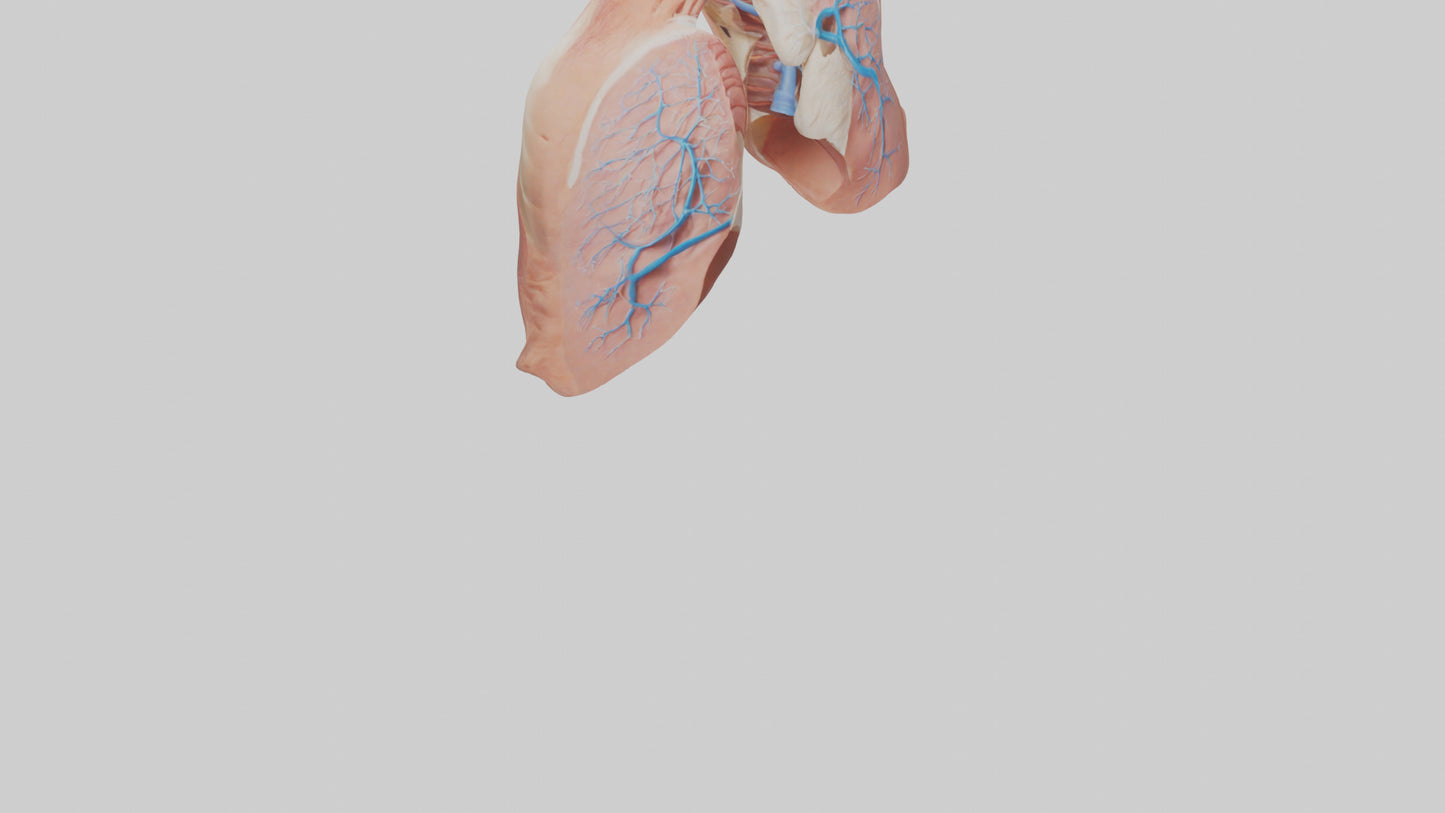 3D model Human Lower Respiratory Tract Model VR / AR / low-poly