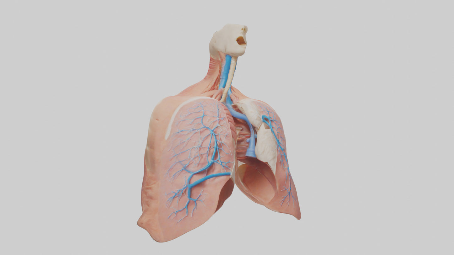 3D model Human Lower Respiratory Tract Model VR / AR / low-poly