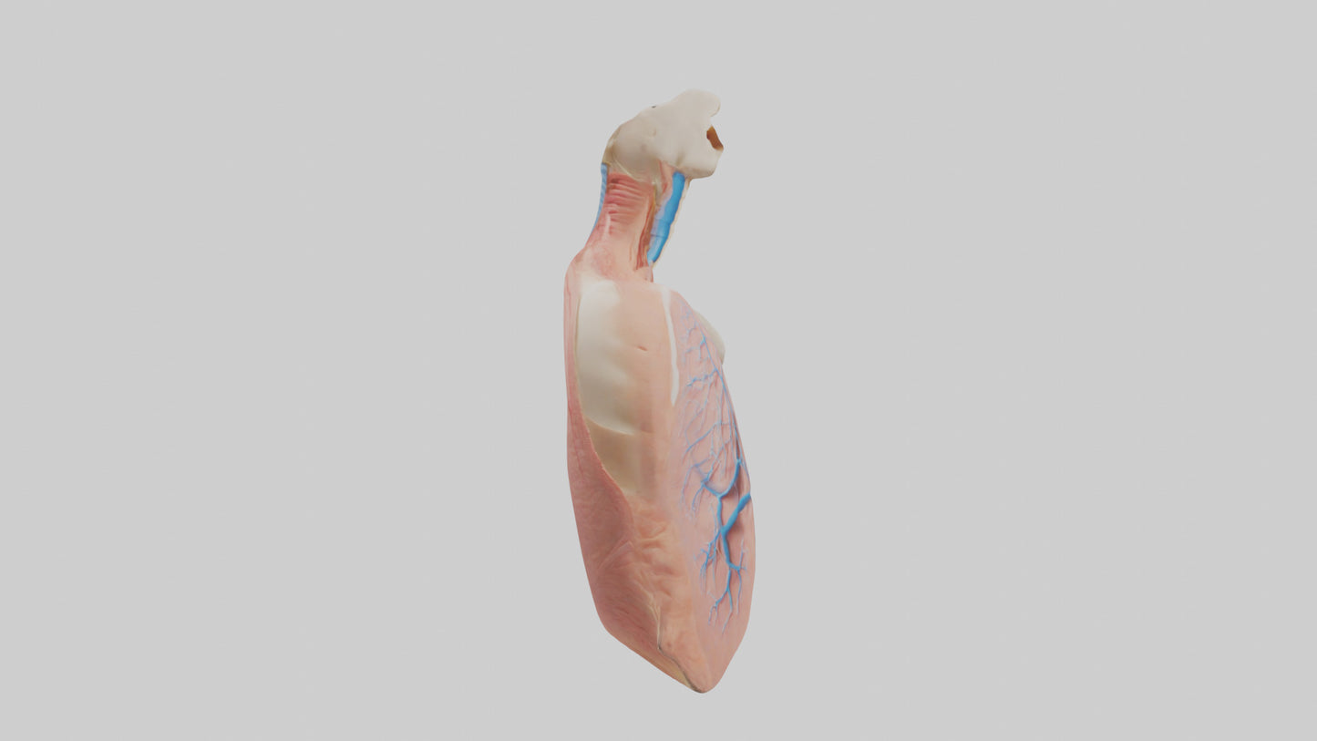 3D model Human Lower Respiratory Tract Model VR / AR / low-poly