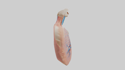 3D model Human Lower Respiratory Tract Model VR / AR / low-poly