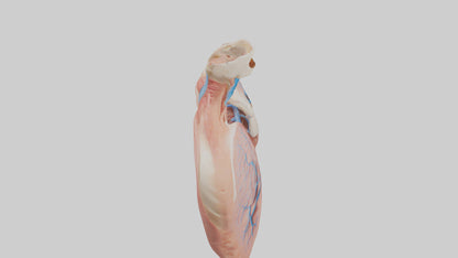 3D model Human Lower Respiratory Tract Model VR / AR / low-poly