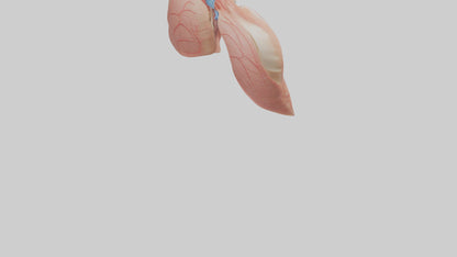 3D model Human Lower Respiratory Tract Model VR / AR / low-poly