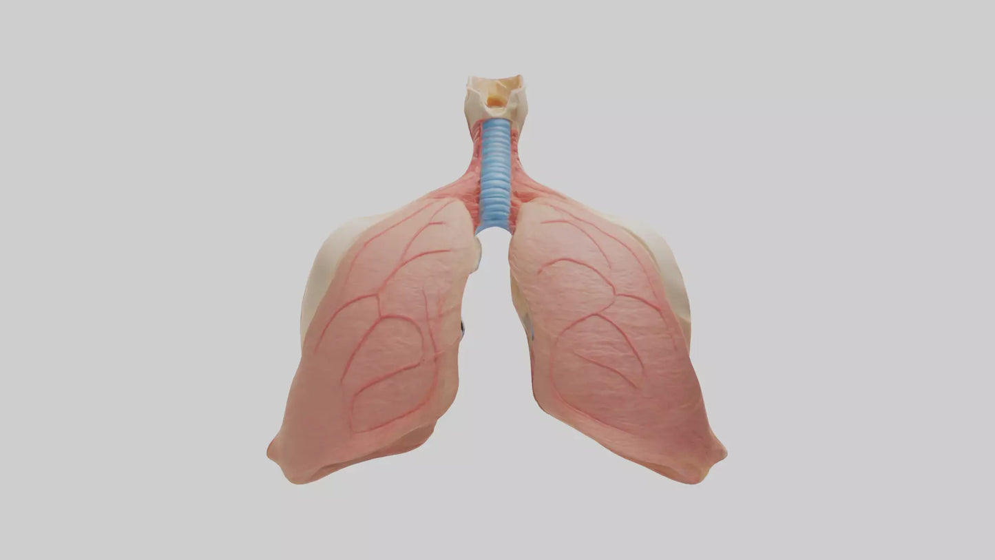 3D model Human Lower Respiratory Tract Model VR / AR / low-poly