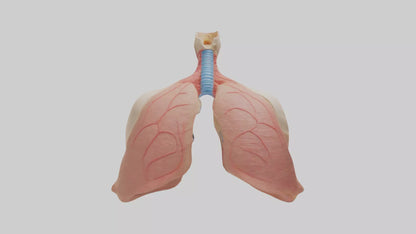 3D model Human Lower Respiratory Tract Model VR / AR / low-poly
