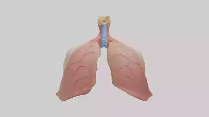 3D model Human Lower Respiratory Tract Model VR / AR / low-poly