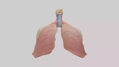 3D model Human Lower Respiratory Tract Model VR / AR / low-poly