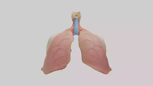 3D model Human Lower Respiratory Tract Model VR / AR / low-poly