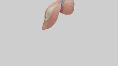 3D model Human Lower Respiratory Tract Model VR / AR / low-poly
