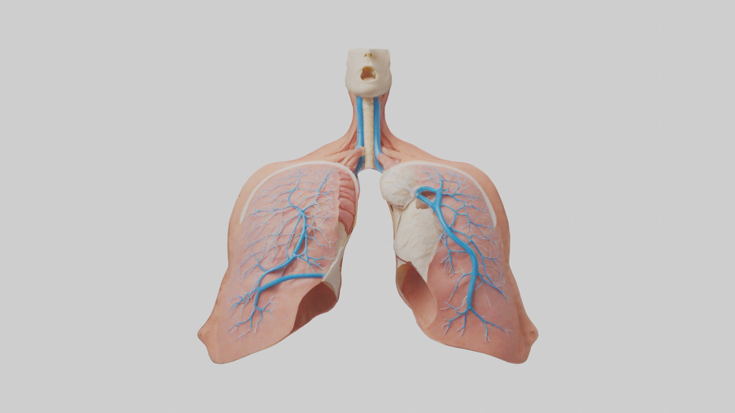 3D model Human Lower Respiratory Tract Model VR / AR / low-poly