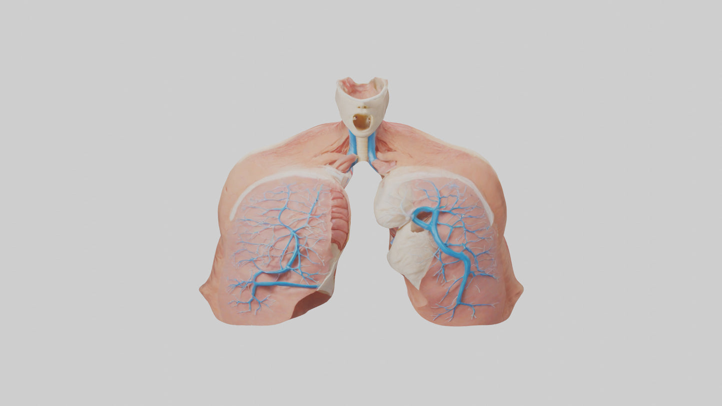3D model Human Lower Respiratory Tract Model VR / AR / low-poly