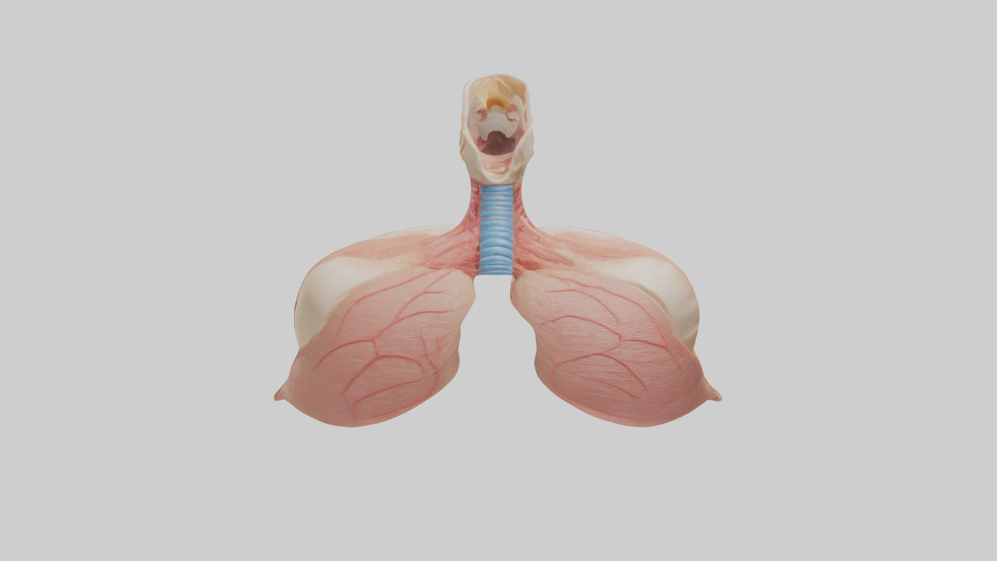 3D model Human Lower Respiratory Tract Model VR / AR / low-poly
