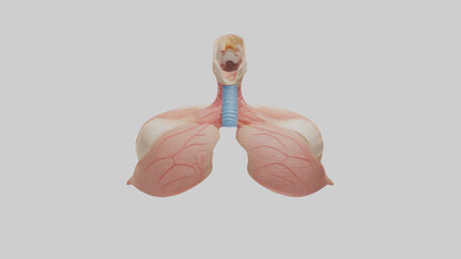 3D model Human Lower Respiratory Tract Model VR / AR / low-poly