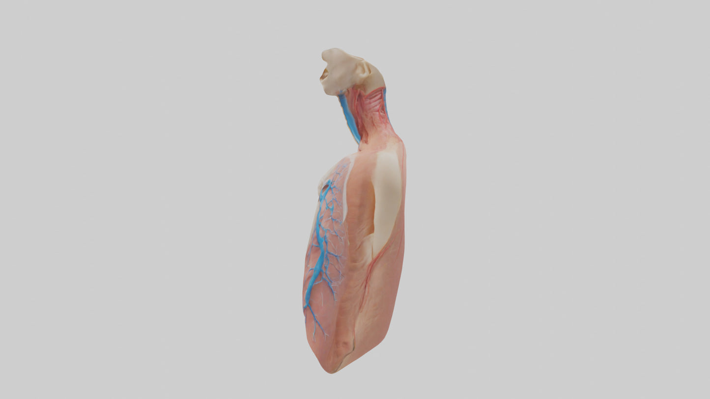 3D model Human Lower Respiratory Tract Model VR / AR / low-poly