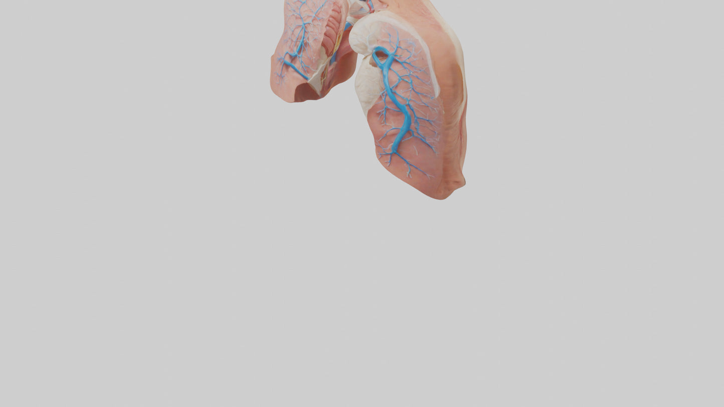 3D model Human Lower Respiratory Tract Model VR / AR / low-poly
