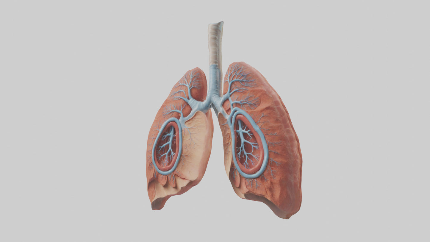 3D model Human Lungs Model VR / AR / low-poly