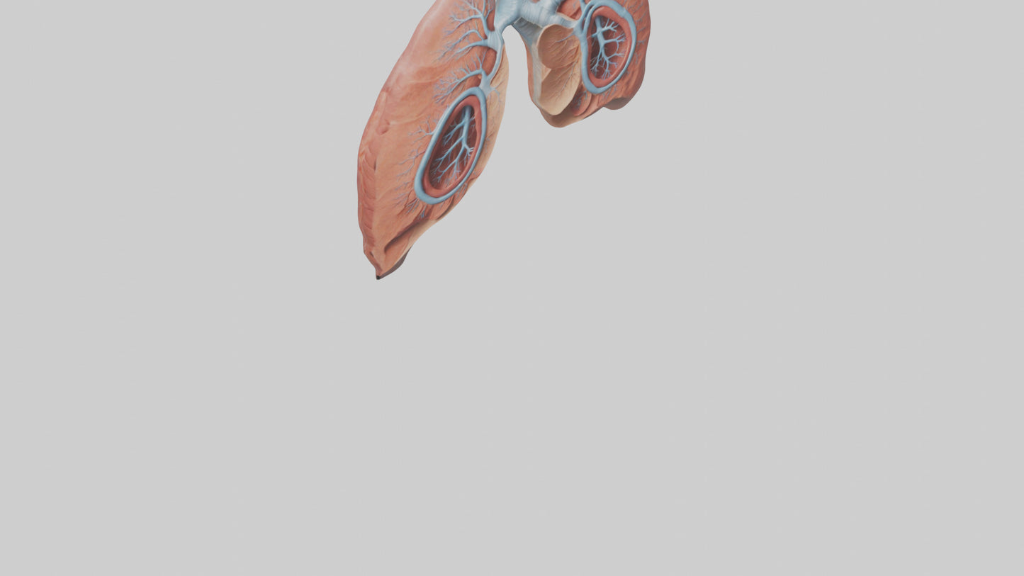 3D model Human Lungs Model VR / AR / low-poly
