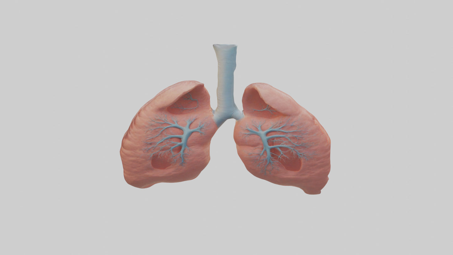 3D model Human Lungs Model VR / AR / low-poly