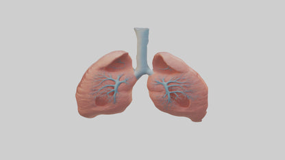 3D model Human Lungs Model VR / AR / low-poly