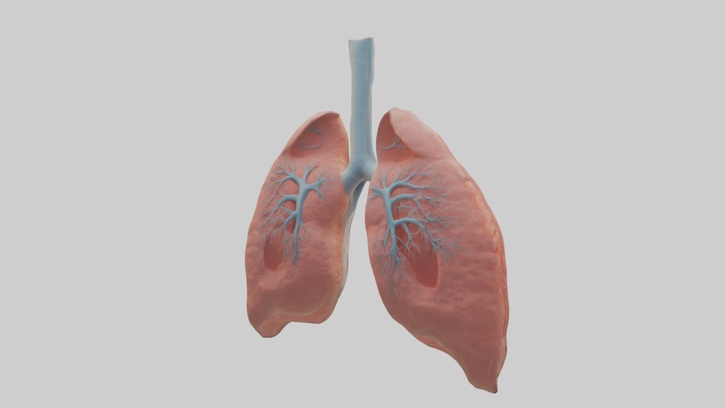 3D model Human Lungs Model VR / AR / low-poly