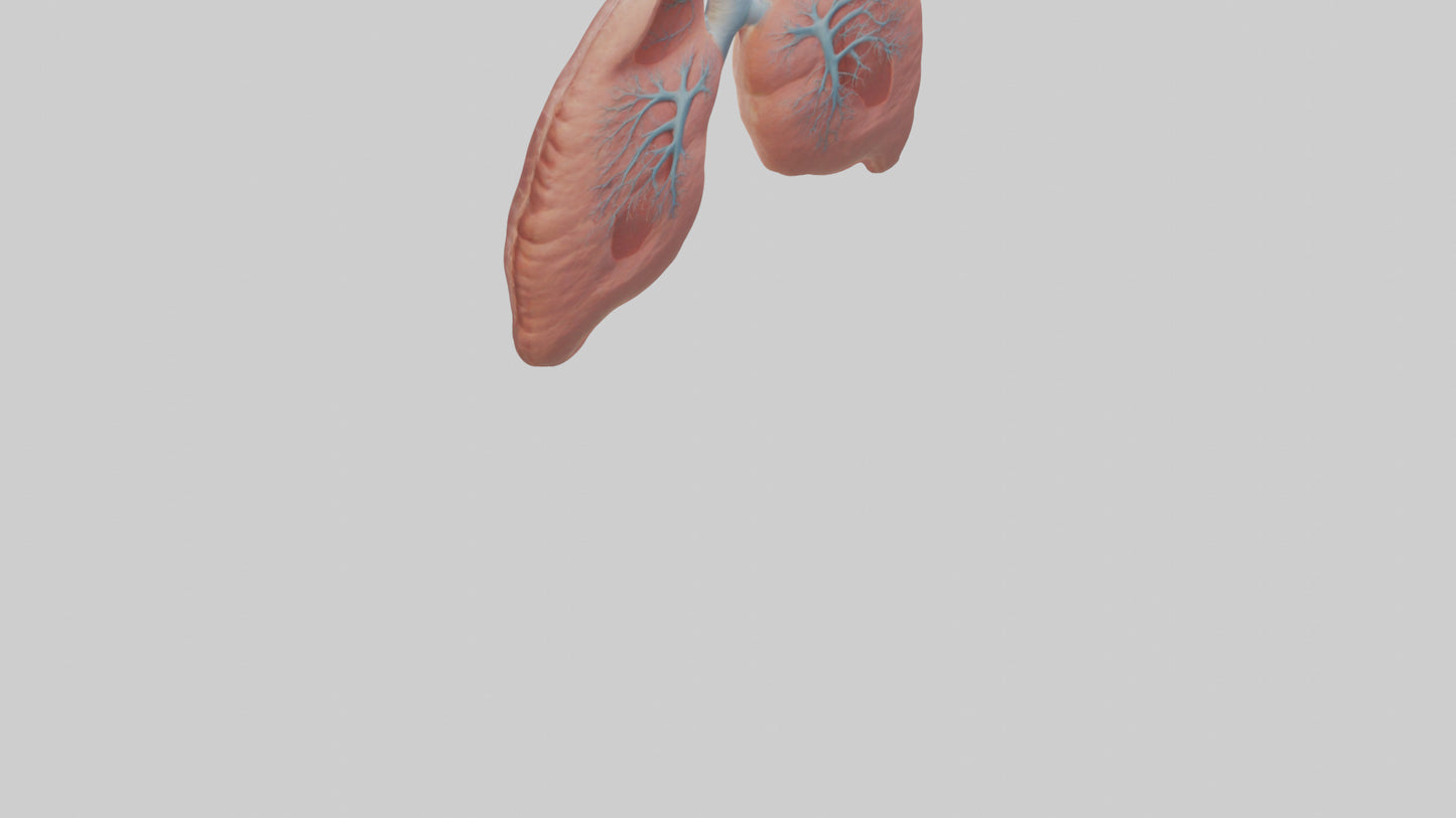3D model Human Lungs Model VR / AR / low-poly