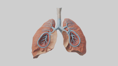 3D model Human Lungs Model VR / AR / low-poly