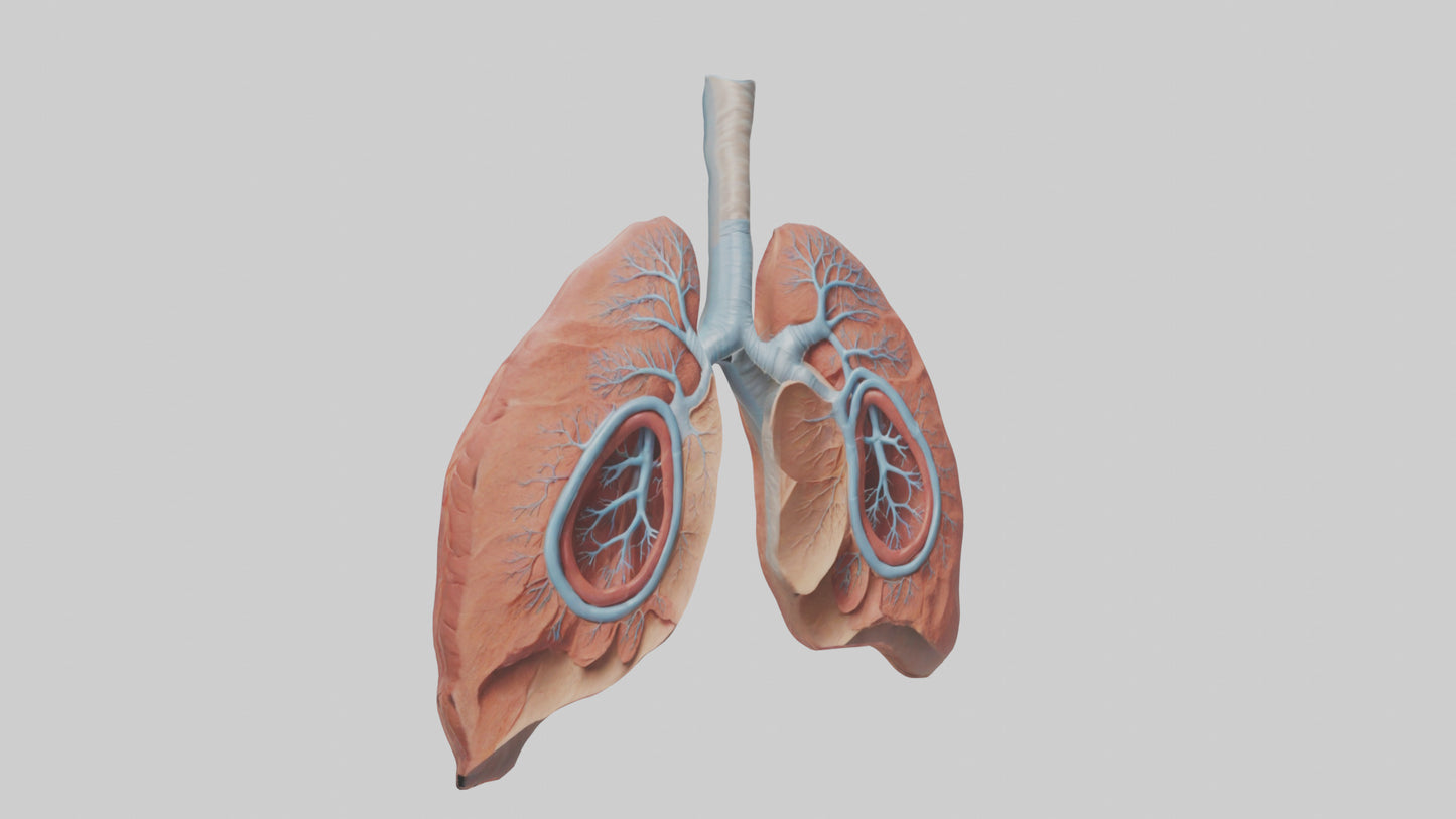 3D model Human Lungs Model VR / AR / low-poly