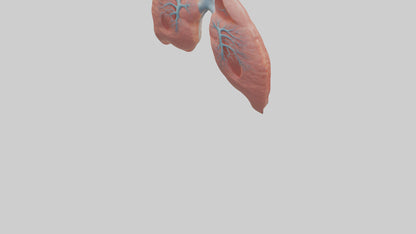3D model Human Lungs Model VR / AR / low-poly