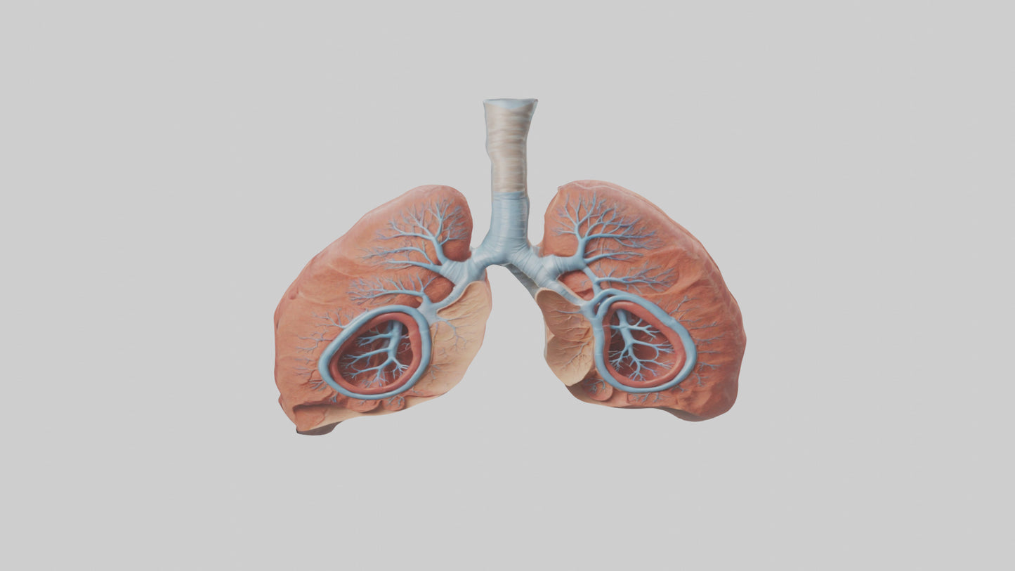 3D model Human Lungs Model VR / AR / low-poly