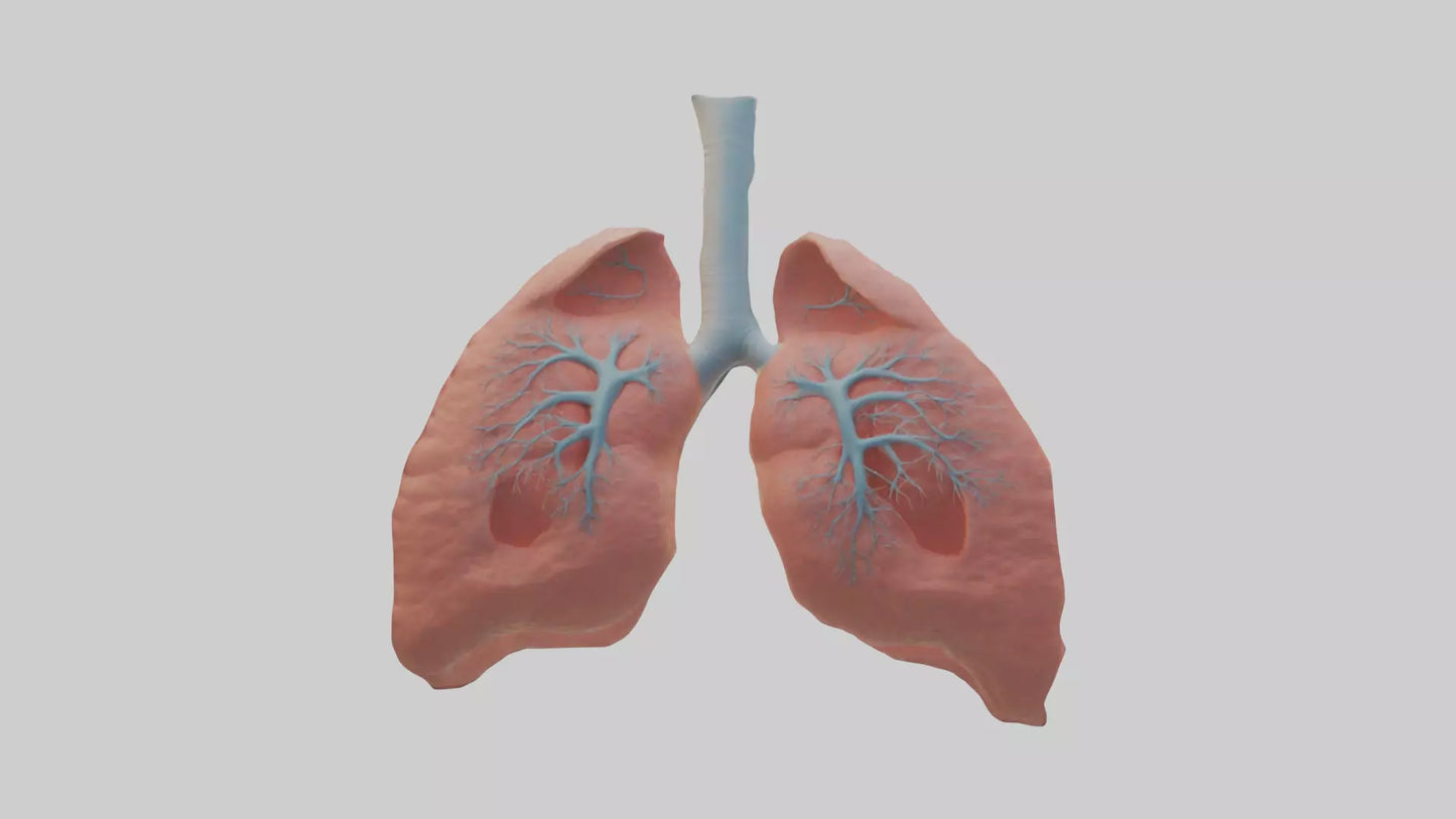 3D model Human Lungs Model VR / AR / low-poly