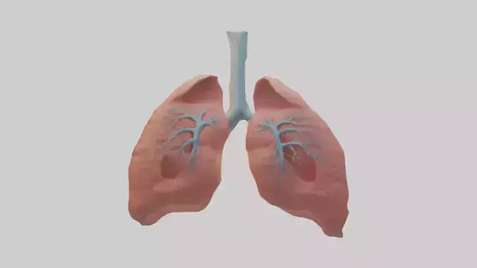 3D model Human Lungs Model VR / AR / low-poly