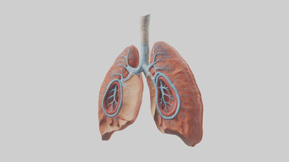 3D model Human Lungs Model VR / AR / low-poly